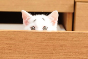 Gặp chú mèo "lúc nào cũng bối rối"