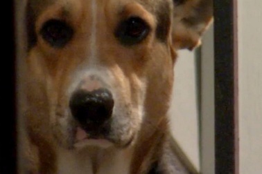 Cảm động chú chó trung thành đợi chủ hàng tuần bên cổng