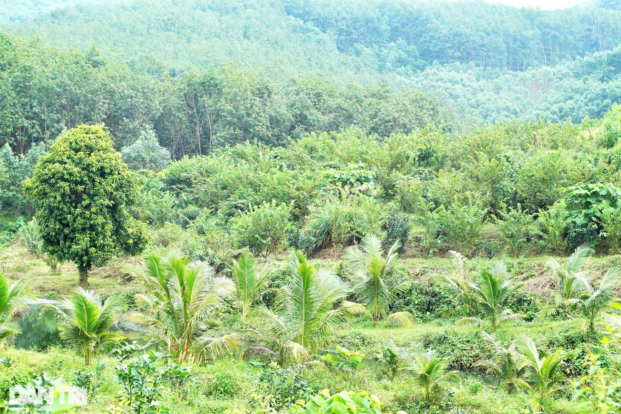 Cán bộ xã về hưu, biến đất đồi thành trang trại tam nông cho thu nhập cao - 5 Cán bộ xã về hưu, biến đất đồi thành trang trại tam nông cho thu nhập cao - 5