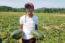 Từ việc “giải cứu” nông sản: Chính quyền tiếp sức hay để nông dân “tự bơi”?