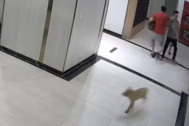 Chủ chó đấm người ở chung cư TPHCM phớt lờ quy định về nuôi thú