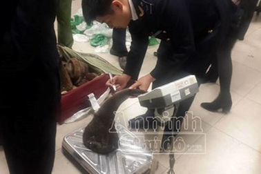 Hà Nội: Bắt giữ lô hàng nghi là sừng tê giác trị giá hơn 20 tỷ đồng