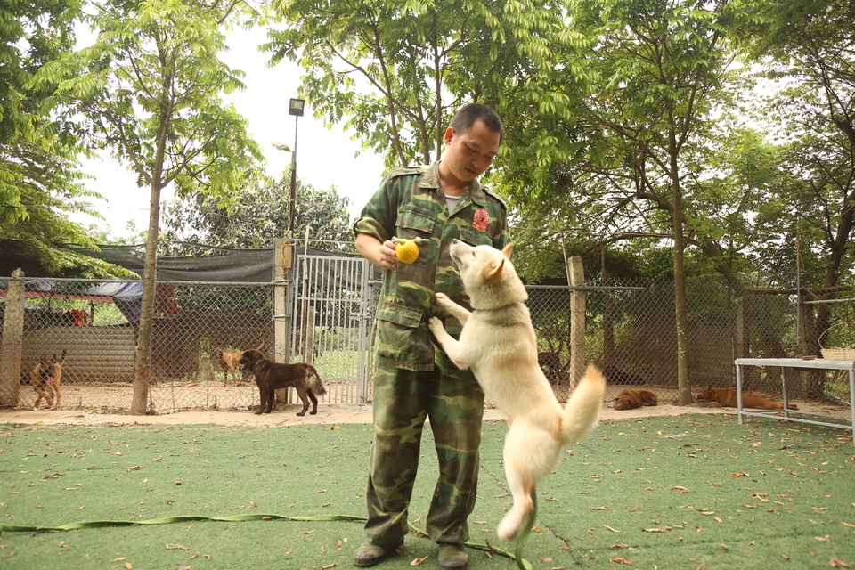 Hà Nội: Thu nhập 20-30 triệu đồng/tháng từ nghề huấn luyện chó - 2 Hà Nội: Thu nhập 20-30 triệu đồng/tháng từ nghề huấn luyện chó - 2
