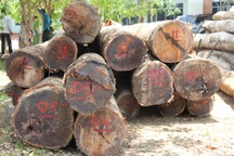 Vụ trùm gỗ Phượng “râu”: Đình chỉ 4 cán bộ đồn Biên phòng Đắk Lắk