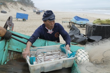 Thu cả chục triệu đồng mỗi chuyến đi biển nhờ loài cá mềm như cháo