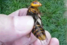 "Nghịch dại" thử để ong bắp cày đốt, anh chàng lăn lộn đau đớn cạch tới già