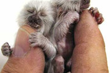 Khỉ lùn đuôi sóc: ông bố tuyệt vời trong tự nhiên