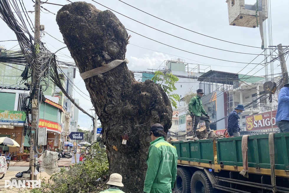 Đau đáu khi hạ cây xanh ở TPHCM để xây dựng hạ tầng - 3