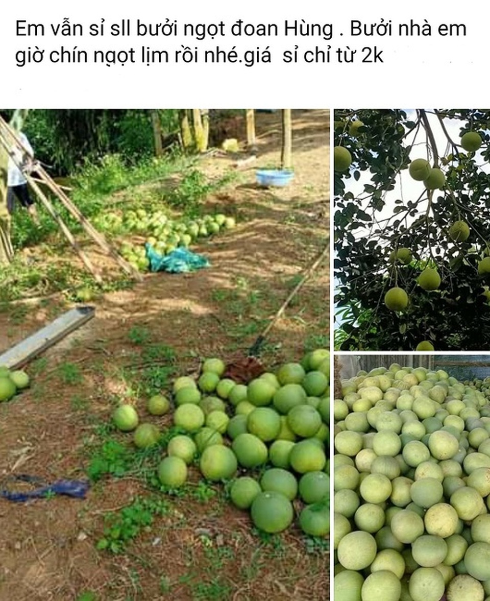 Hoa quả rẻ như cho, táo 5.000 đồng, bưởi 2.000 đồng: Đâu là nguồn gốc thật sự? - 3 Hoa quả rẻ như cho, táo 5.000 đồng, bưởi 2.000 đồng: Đâu là nguồn gốc thật sự? - 3