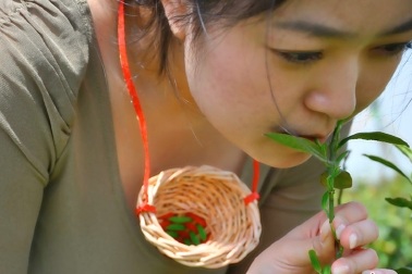Ngắm trinh nữ hái chè