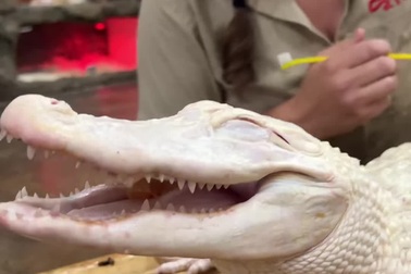 Cá sấu bạch tạng thích thú khi được nhân viên vườn thú làm vệ sinh