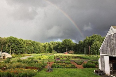 Trang trại rau đủ cho 100 gia đình ăn của người đàn ông mê nông nghiệp