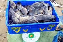 Hàng chục tấn tôm hùm, cá mú, cá bớp… “rẻ như cho” sau bão Damrey