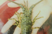 Tôm hùm đặc sản chết hàng loạt, 30 tỷ tan thành bọt nước