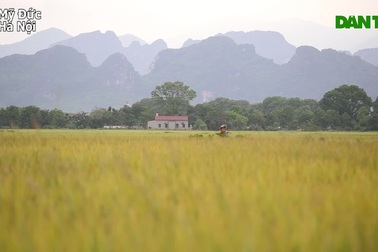 Cảnh quê đẹp nao lòng mùa lúa chín