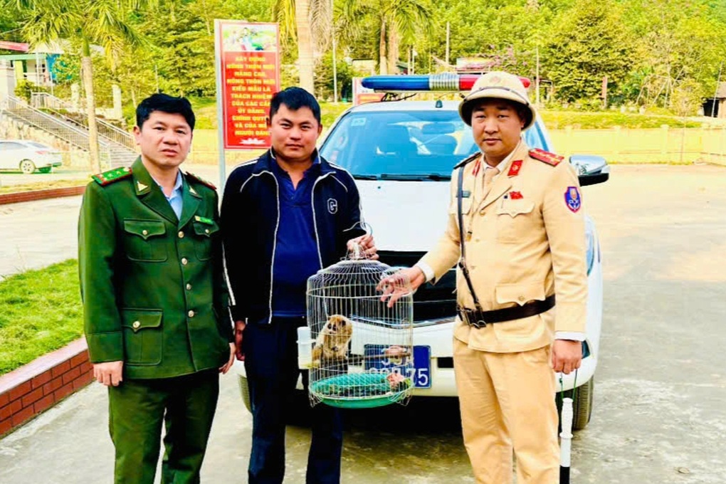 Cu li quý hiếm chui vào bếp nhà dân - 1 Cu li quý hiếm chui vào bếp nhà dân - 1