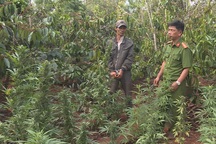 Người đàn ông trồng cần sa trên rẫy cà phê, tích mìn tự chế trong nhà