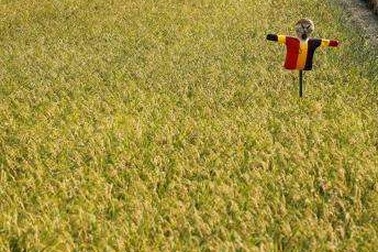 Nhật Bản phát hiện trường hợp gạo nhiễm xạ cao đầu tiên 