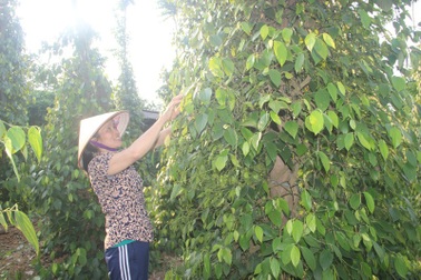 Thoát nghèo, nuôi 2 con học đại học nhờ trồng cao su, hồ tiêu