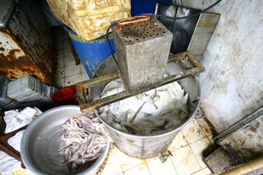 Siết chặt hoạt động vận chuyển, buôn bán, giết mổ gia súc, gia cầm 