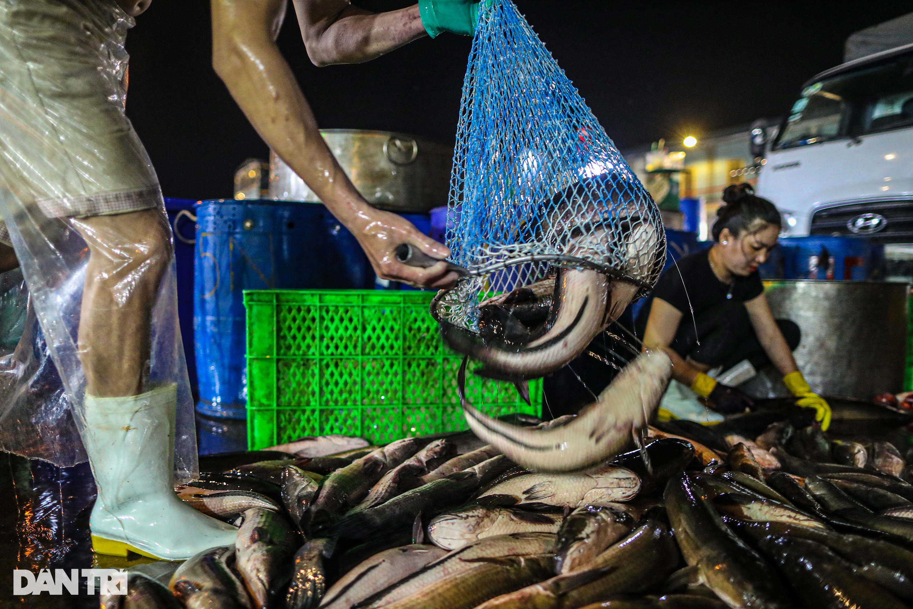 Chợ cá lóc lớn nhất TPHCM tất bật trước ngày vía Thần Tài - 1