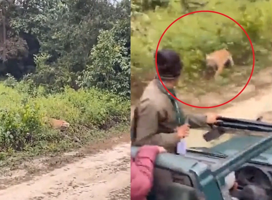 Thế giới động vật: Hổ bất ngờ lao ra từ bụi rậm tấn công xe chở du khách
