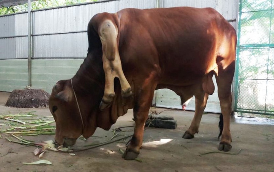 Chuyện lạ đất Việt: Gà biến đổi giới tính, bò mọc thêm 2 chân ở cổ - 1 Chuyện lạ đất Việt: Gà biến đổi giới tính, bò mọc thêm 2 chân ở cổ - 1
