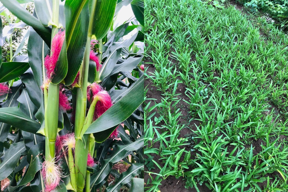 Nhà vườn 2.000m2 giữa cảnh sơn thủy hữu tình của nàng dâu Việt ở Hàn Quốc - 8