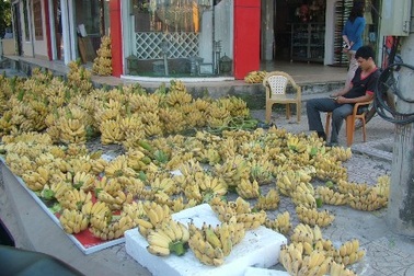 "Nẫu ruột" vì chuối chín sớm