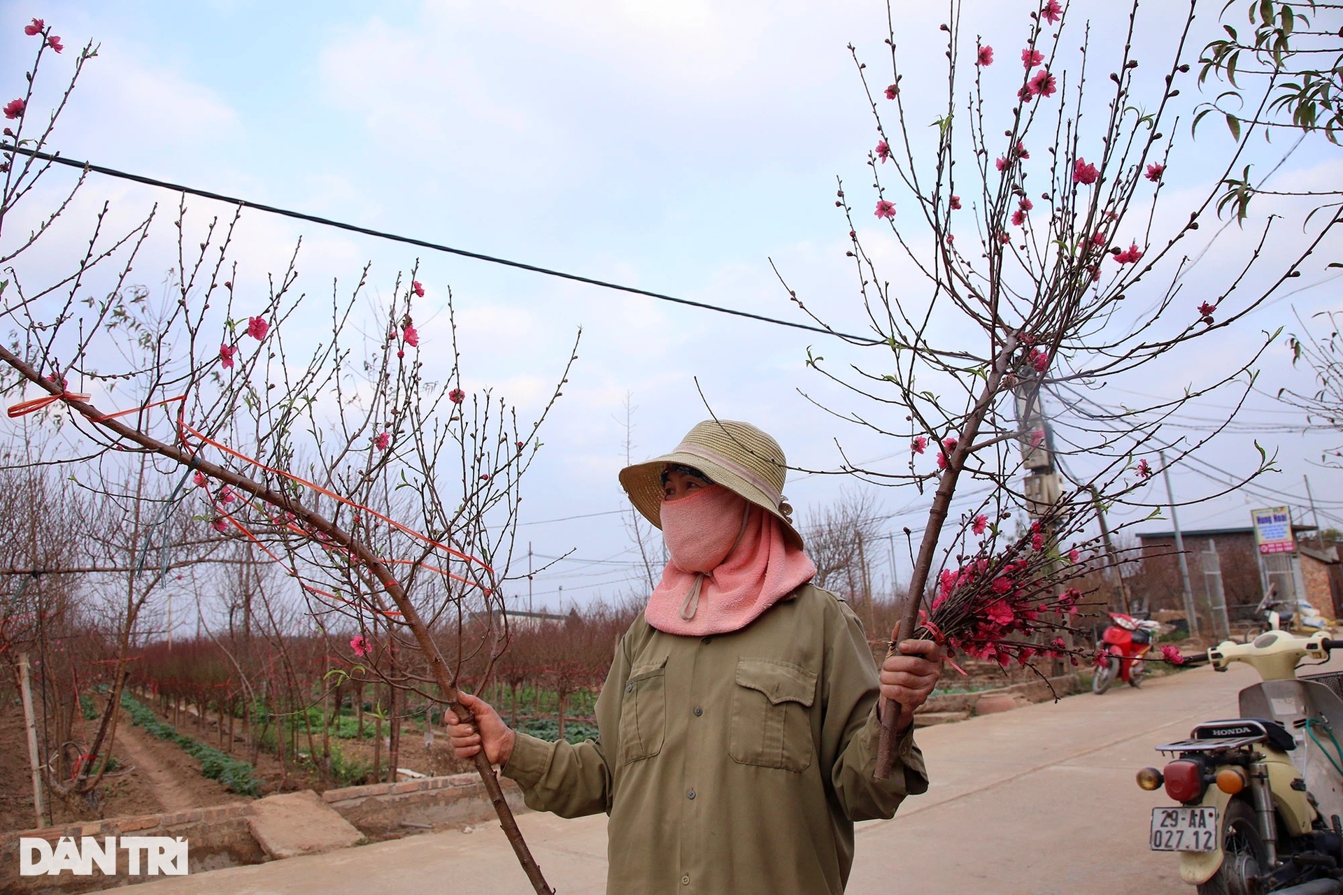 Nhật Tân rực sắc hoa đào đón Tết Nhâm Dần - 6