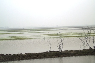 Lúa chết trắng đồng, nông dân nghèo khó vui Tết