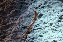 Rết "quái vật" được tìm thấy ở nơi có môi trường sống như địa ngục