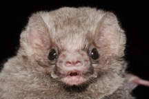 6 loài vật "ma cà rồng" trong tự nhiên