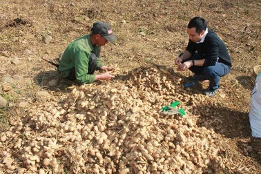 Dân Lục Khu cày sỏi đá làm hàng đi châu Âu, Tết thu 100 tỷ đồng đổi đời