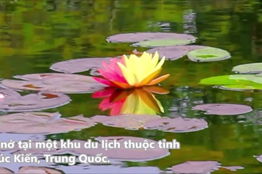 Bông hoa súng có 2 màu sắc cực quý hiếm tại Trung Quốc