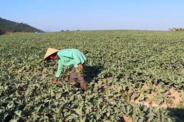 Vụ côn đồ cướp "bát cơm" của nông dân nghèo: Yêu cầu 32 đối tượng viết cam kết!