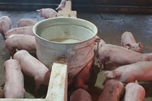 Đẩy mạnh các giải pháp đưa giá thịt lợn về mức bình thường