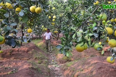 Mục sở thị vườn bưởi Diễn được mùa, kiếm gần 1 tỷ đồng mỗi năm