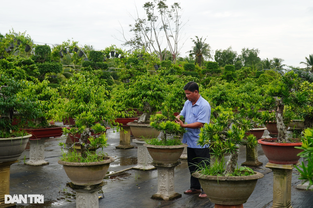 Chuyện tậu cơ ngơi trăm tỷ của nghệ nhân bonsai Sa Đéc - 3 Chuyện tậu cơ ngơi trăm tỷ của nghệ nhân bonsai Sa Đéc - 3