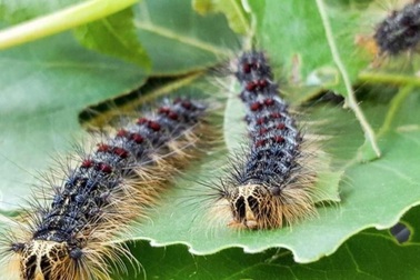 Sâu bướm khổng lồ từ Châu Á xâm lấn nước Mỹ