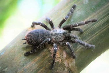 Phát hiện nhện khổng lồ ẩn nấp bên trong thân tre ở Đông Nam Á