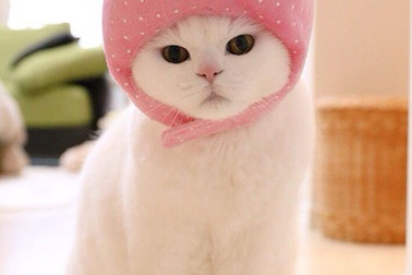 Mèo già lười biếng khiến fan mê mẩn