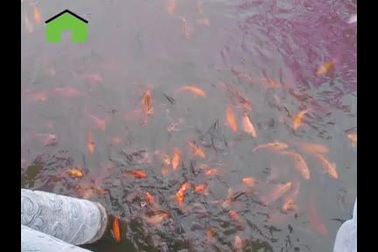 Đàn cá chép "nghiện" bim bim ở chùa Nôm