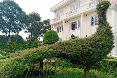 Cận cảnh cặp Phụng khổng lồ “đậu” trước sân UBND TP Sa Đéc!