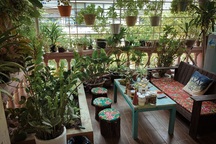 Khu vườn “sống ảo” vạn người mê của chàng trai “nghiện cây” ở Hà Nội