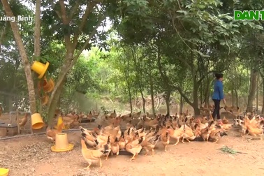 Video: Hiệu quả từ mô hình nuôi gà sinh học của chàng trai vùng cát