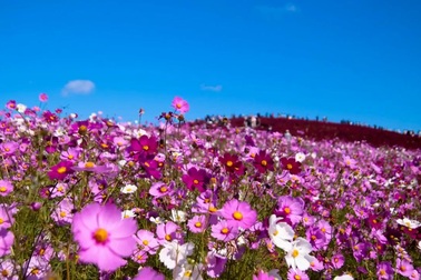 Đắm mình trong thiên đường hoa tại công viên Hitachi, Nhật Bản