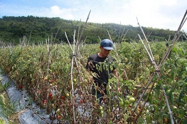 Hơn 3ha cà chua chuẩn bị thu hoạch nghi bị phun thuốc diệt cỏ