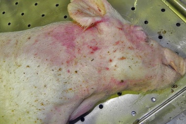 Ăn phải thịt lợn nhiễm dịch tả châu Phi có sao?