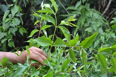 Vợ nhẫn tâm bỏ lá ngón vào canh sát hại chồng